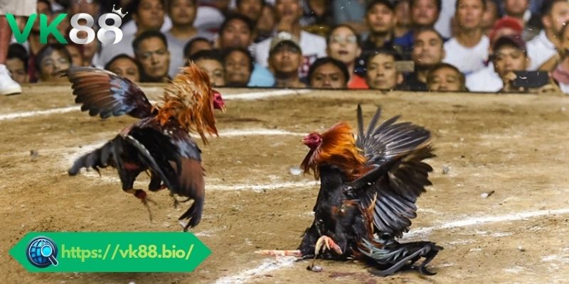 Đá Gà VK88 - Trực Tiếp Sắc Nét, Sảnh Cược Đa Dạng Hướng dẫn quy trình tham gia đá gà VK88
